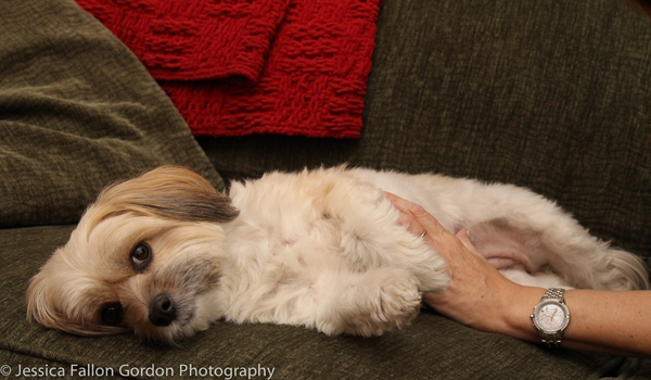 BWW Exclusive: TAILS OF BROADWAY- Meet Julia Murney's Playful Pup- Pepper! Image