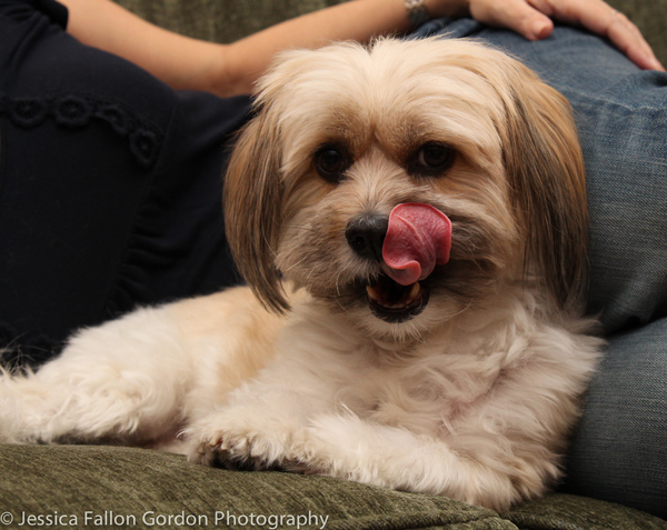 BWW Exclusive: TAILS OF BROADWAY- Meet Julia Murney's Playful Pup- Pepper! Image