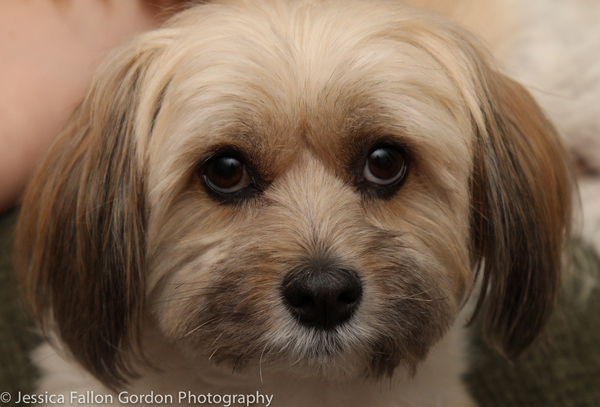 BWW Exclusive: TAILS OF BROADWAY- Meet Julia Murney's Playful Pup- Pepper! Image