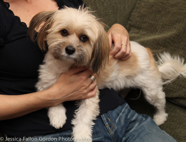 BWW Exclusive: TAILS OF BROADWAY- Meet Julia Murney's Playful Pup- Pepper! Image