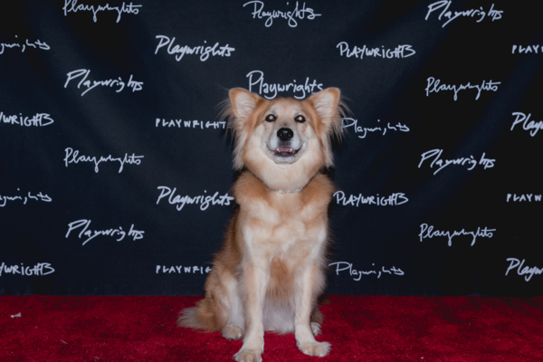 Photo Flash: RANCHO VIEJO Celebrates Opening Night at Playwrights Horizons Image