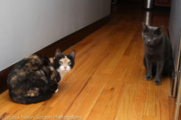 BWW Exclusive: TAILS OF BROADWAY- Meet Ariana DeBose's Feline Friends, Freddy and Izzy! Image