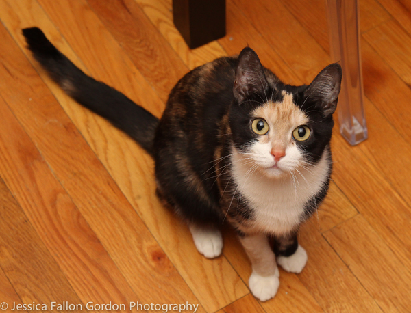 BWW Exclusive: TAILS OF BROADWAY- Meet Ariana DeBose's Feline Friends, Freddy and Izzy! Image