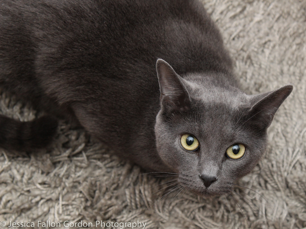 BWW Exclusive: TAILS OF BROADWAY- Meet Ariana DeBose's Feline Friends, Freddy and Izzy! Image