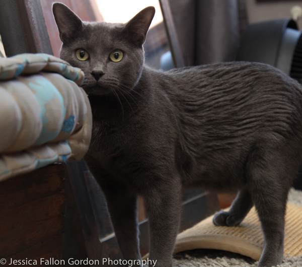 BWW Exclusive: TAILS OF BROADWAY- Meet Ariana DeBose's Feline Friends, Freddy and Izzy! Image