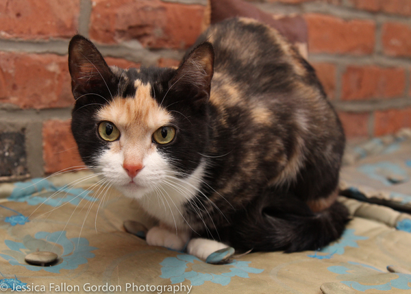 BWW Exclusive: TAILS OF BROADWAY- Meet Ariana DeBose's Feline Friends, Freddy and Izzy! Image
