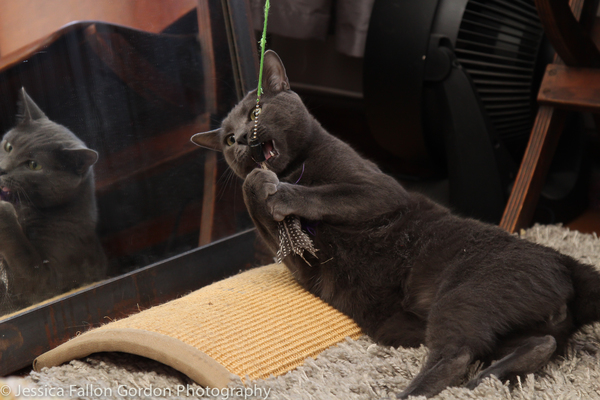 BWW Exclusive: TAILS OF BROADWAY- Meet Ariana DeBose's Feline Friends, Freddy and Izzy! Image