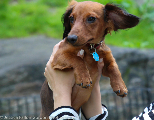 BWW Exclusive: TAILS OF BROADWAY- Ana Villafane Gets on Her Feet with Ollie! Image