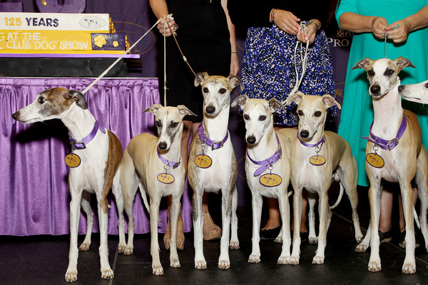 Photo Flash: Whippets Take Over the Garden to Celebrate 125 Years in Westminster Kennel Club Dog Show 