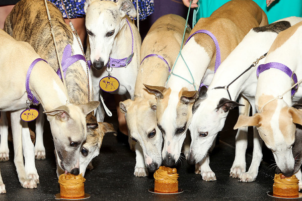 Photo Flash: Whippets Take Over the Garden to Celebrate 125 Years in Westminster Kennel Club Dog Show 