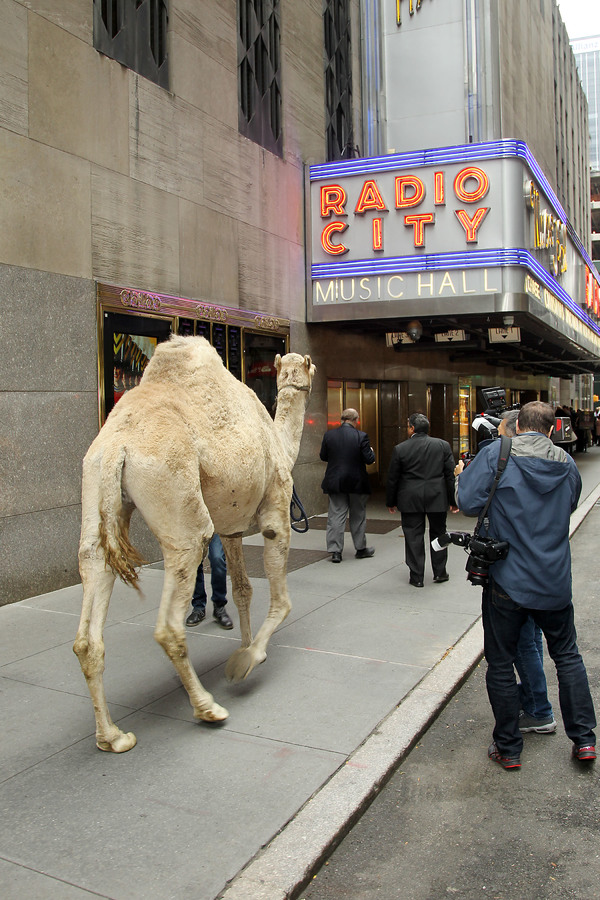 Photo Flash: The Animals of THE CHRISTMAS SPECTACULAR Load In at Radio City Music Hall  Image