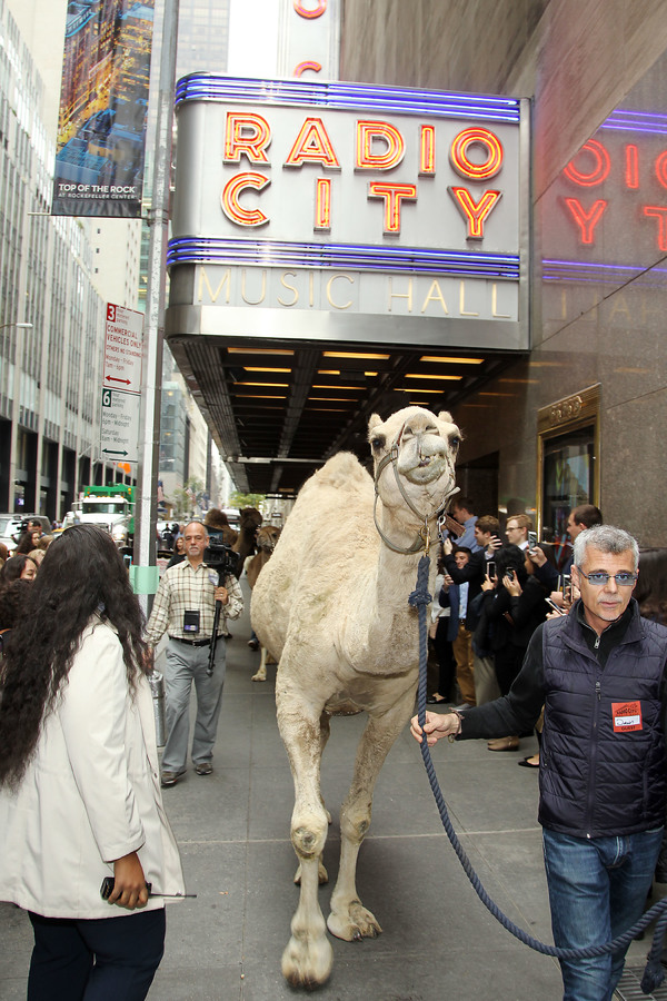 Photo Flash: The Animals of THE CHRISTMAS SPECTACULAR Load In at Radio City Music Hall  Image