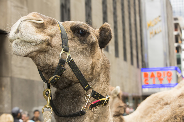 Photo Flash: The Animals of THE CHRISTMAS SPECTACULAR Load In at Radio City Music Hall  Image