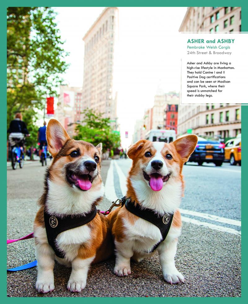 Review: CANINES OF NEW YORK by Heather Weston for Dog Lovers and Many More  Image