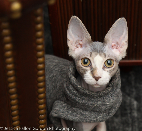 Tails of Broadway: Meet Max von Essen & Daniel Rowan's Purrrfect Pocket! Image