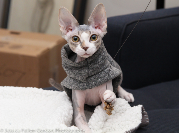 Tails of Broadway: Meet Max von Essen & Daniel Rowan's Purrrfect Pocket! Image