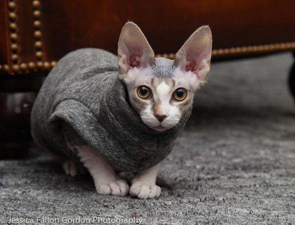 Tails of Broadway: Meet Max von Essen & Daniel Rowan's Purrrfect Pocket! Image