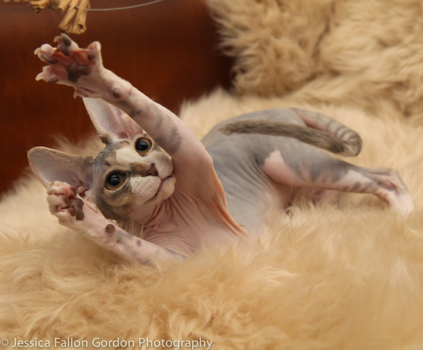 Tails of Broadway: Meet Max von Essen & Daniel Rowan's Purrrfect Pocket! Image
