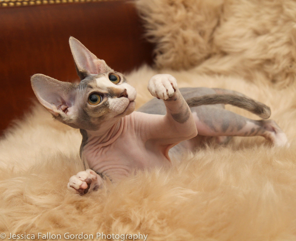 Tails of Broadway: Meet Max von Essen & Daniel Rowan's Purrrfect Pocket! Image