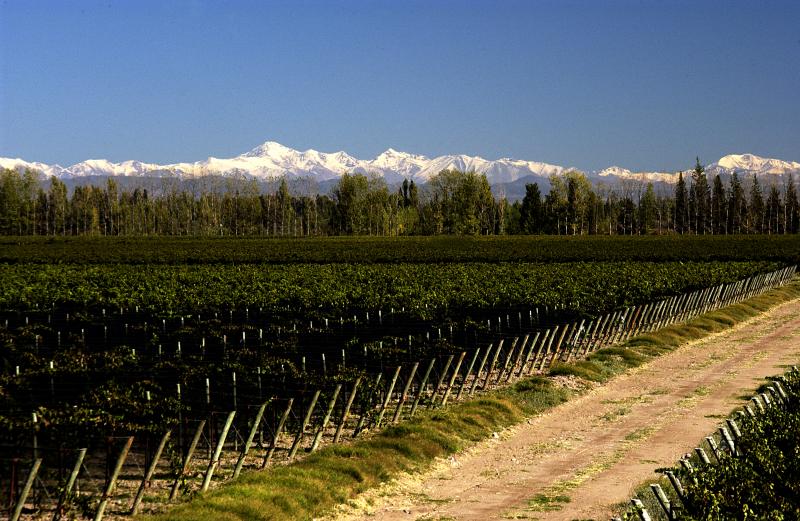 VALENTIN BIANCHI Wines from Argentina-Sip and Savor  Image