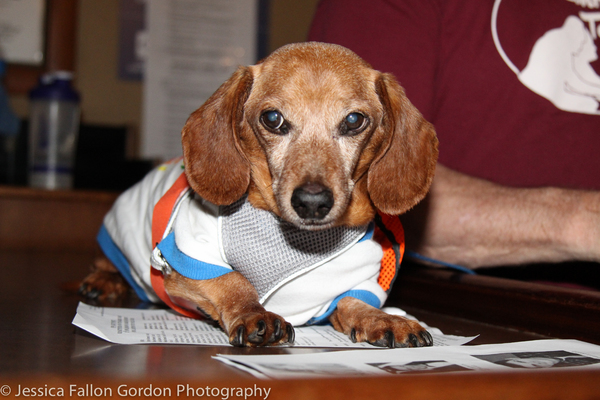 Photo Coverage: The Stars Come Out For Broadway Barks, Hosted by Bernadette Peters and Victor Garber Image