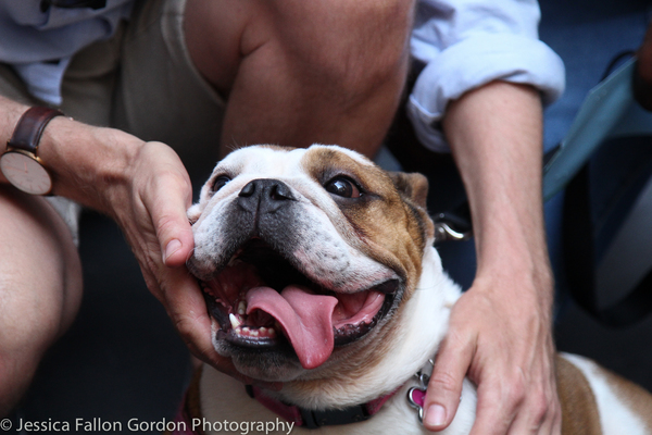 Photo Coverage: The Stars Come Out For Broadway Barks, Hosted by Bernadette Peters and Victor Garber Image