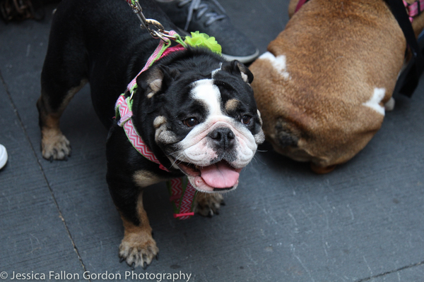 Photo Coverage: The Stars Come Out For Broadway Barks, Hosted by Bernadette Peters and Victor Garber Image