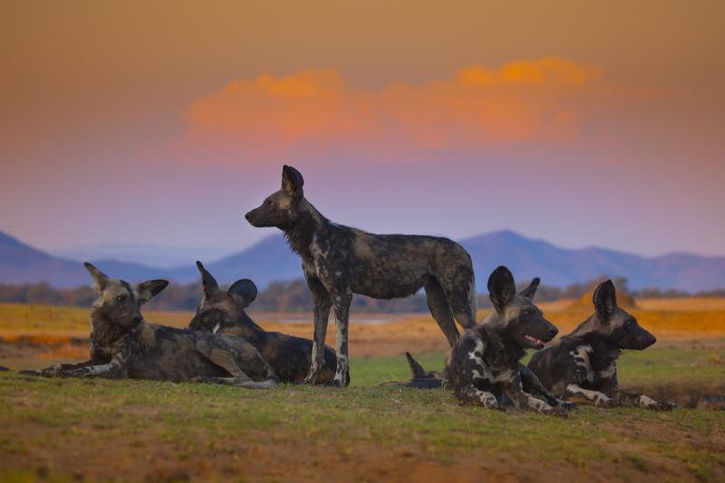 BBC America Releases First Look Image of Its New Natural History Series DYNASTIES Image