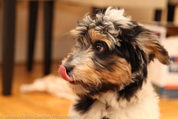 Tails of Broadway: Samantha Massell Cuddles Up with Bizet! Image