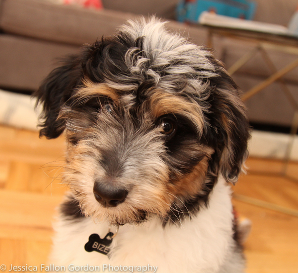 Tails of Broadway: Samantha Massell Cuddles Up with Bizet! Image