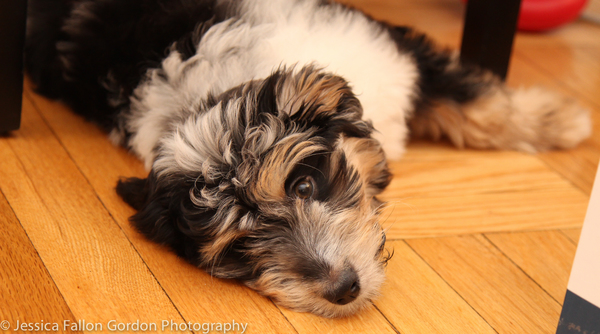 Tails of Broadway: Samantha Massell Cuddles Up with Bizet!  Image