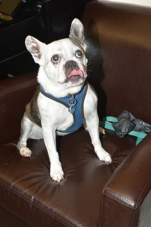 Photo Coverage: Backstage at the BEST IN SHOWS Benefit Concert at Feinstein's/54 Below Image