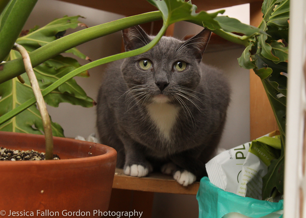 Tails of Broadway: Greg Hildreth Curls Up with Pigeon and Basil! Image