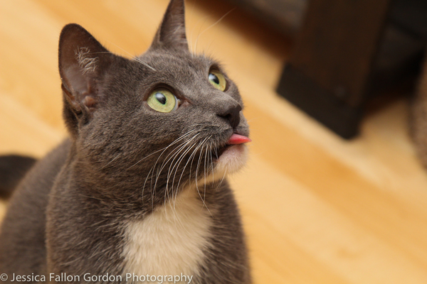Tails of Broadway: Greg Hildreth Curls Up with Pigeon and Basil! Image