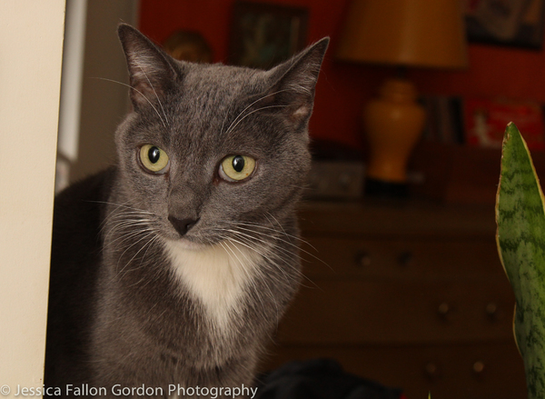 Tails of Broadway: Greg Hildreth Curls Up with Pigeon and Basil! Image