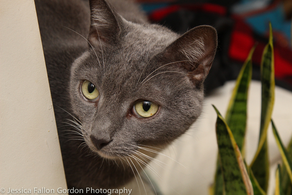 Tails of Broadway: Greg Hildreth Curls Up with Pigeon and Basil! Image