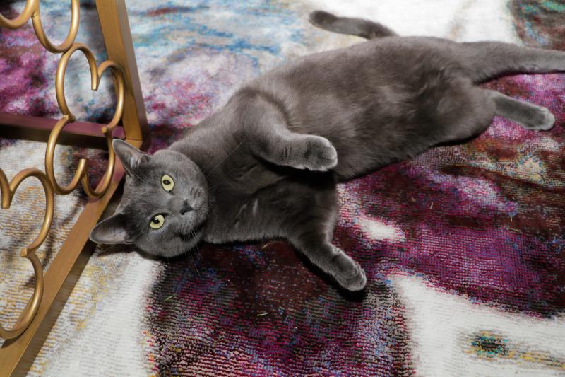 Pets Of Broadway: Meet Ariana DeBose's Lil Cheerleaders, Freddy & Izzy! Image