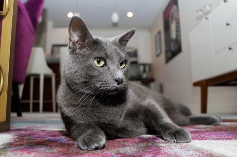 Pets Of Broadway: Meet Ariana DeBose's Lil Cheerleaders, Freddy & Izzy! Image