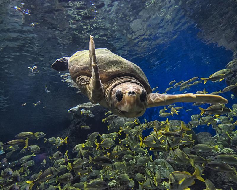 Marinas Menu & Lifestyle: SEAWORLD SAN DIEGO-Plan Your Visit Image