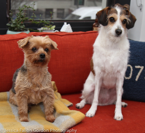 Tails of Broadway: Jill Paice Shows Off Her Playful Pups, Lolly and Penny! 