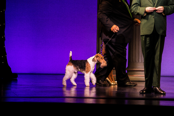 Photo Coverage: Westminster Dog Show Winner Makes Broadway Debut in PRETTY WOMAN Image