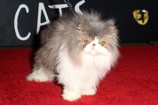 Photo Flash: On The Opening Night Red Carpet of CATS at the Pantages Image