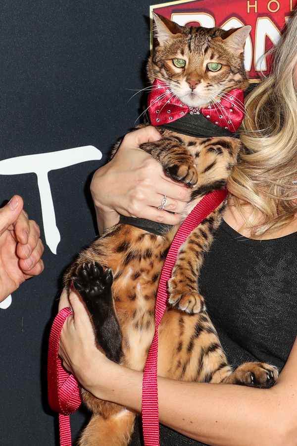 Photo Flash: On The Opening Night Red Carpet of CATS at the Pantages Image