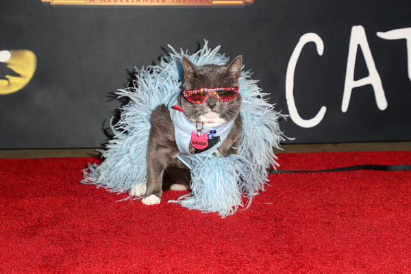 Photo Flash: On The Opening Night Red Carpet of CATS at the Pantages  Image