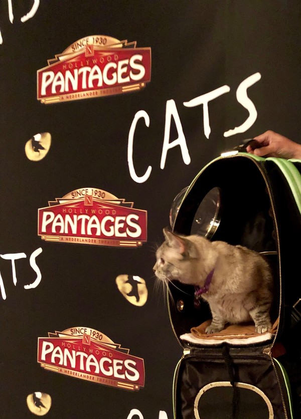 Photo Flash: Social Media Star Nala Cat Stops By CATS At the Pantages 