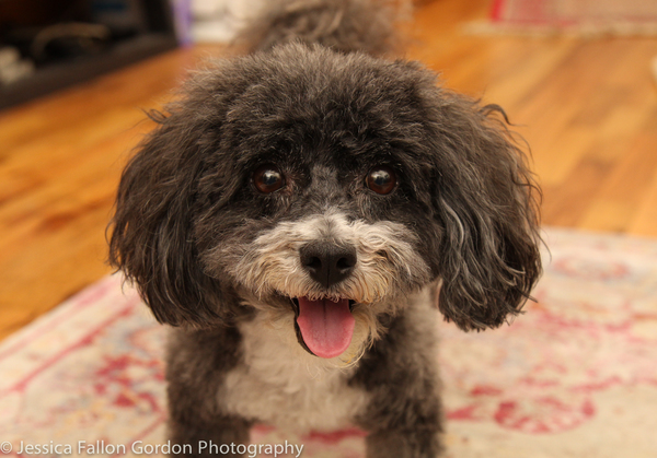 Tails of Broadway: Meet Ali Ewoldt's Playful Pooch, Mia Belle! 