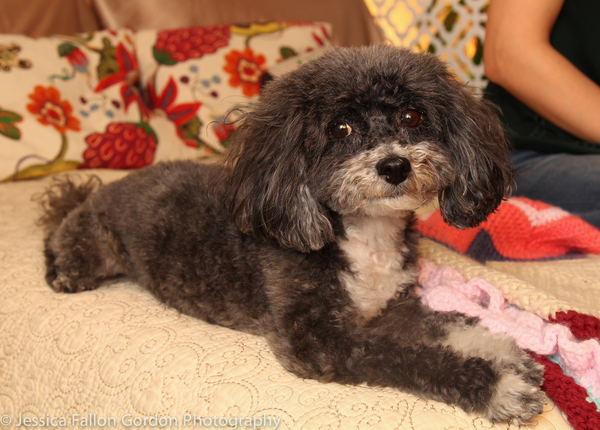 Tails of Broadway: Meet Ali Ewoldt's Playful Pooch, Mia Belle! 