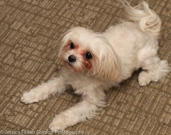 Tails of Broadway: Tony Nominee Patrick Page Poses with Georgie! Image