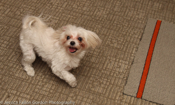 Tails of Broadway: Tony Nominee Patrick Page Poses with Georgie! 