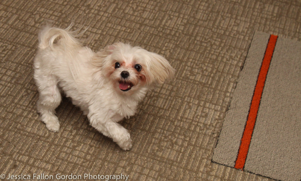 Tails of Broadway: Tony Nominee Patrick Page Poses with Georgie! Image